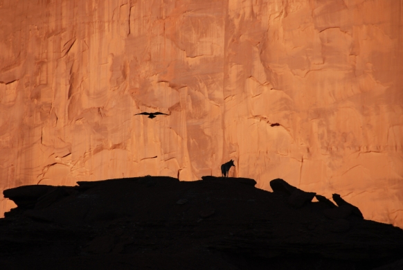 Black crow and coyote