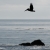 Pelican