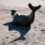 Sea Lion