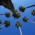 Palm Trees