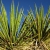 Yucca