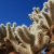 Cholla