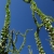 Ocotillo