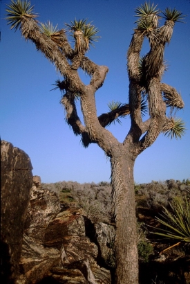 Weird tree, uh?