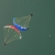Acrolac 2007