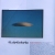 Schlechtflieger