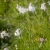 P'tites fleurs