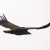 Vautour fauve