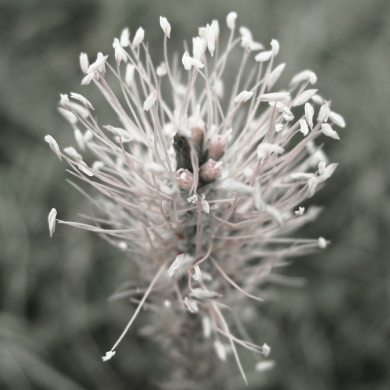 Fleur des champs