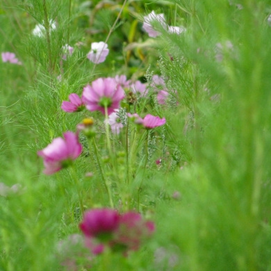 Fleurs des champs