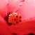 Flore