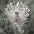 Fleur des champs