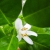 Fleur d'oranger