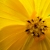 Fleur des champs