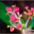 Petites fleurs
