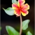 Petite fleur