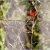 Cardinal