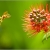 Butinage de Calliandra