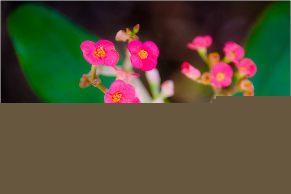 Petites fleurs